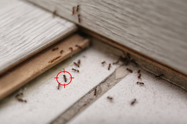 Best Commercial Pest Control Services  in Dooms, VA