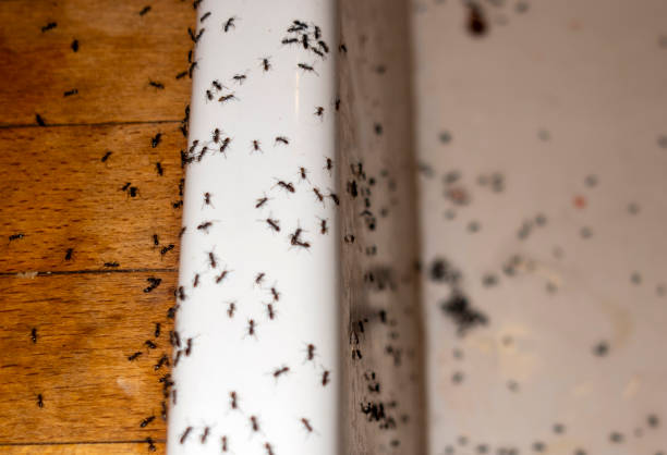 Best Local Pest Control Services  in Dooms, VA